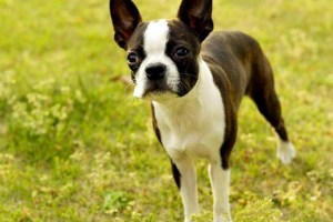 O rasie boston terrier